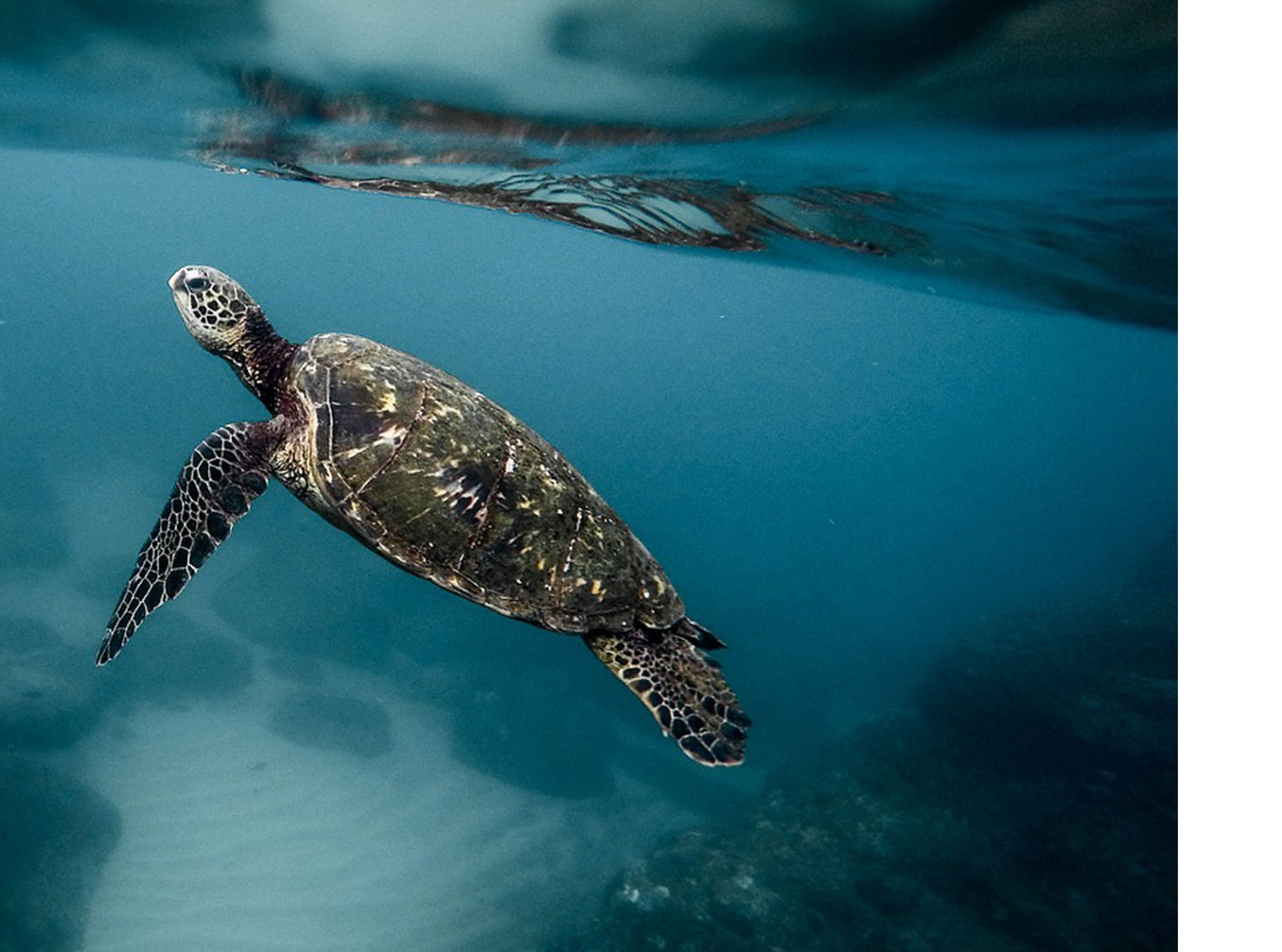 Tortue de mer